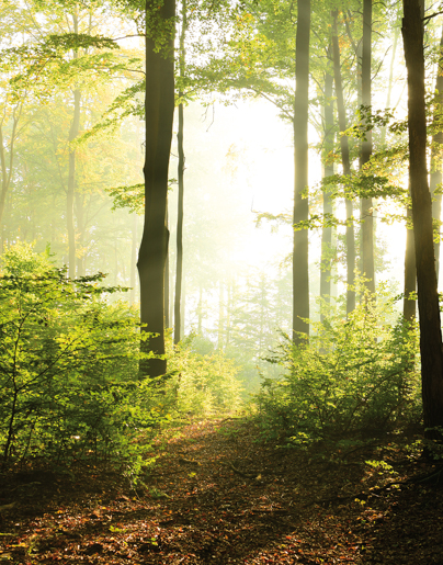 Marburger Tapete 47221 2,70 x 2,12 m Smart Art Easy 2026